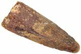 Fossil Spinosaurus Tooth - Real Dinosaur Tooth #312969-1
